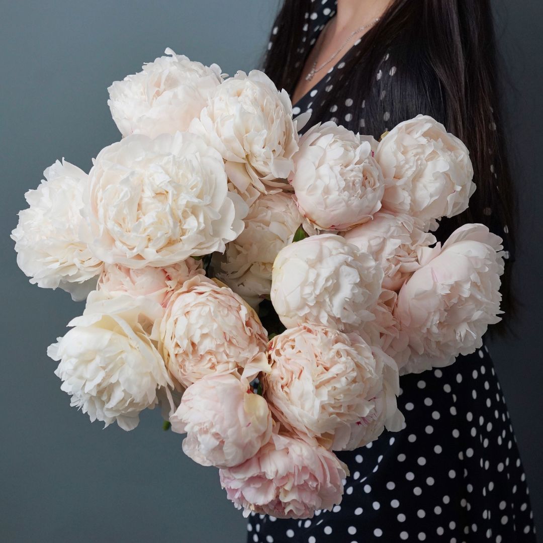 PREVENTA PEONÍA SHIRLEY TEMPLE