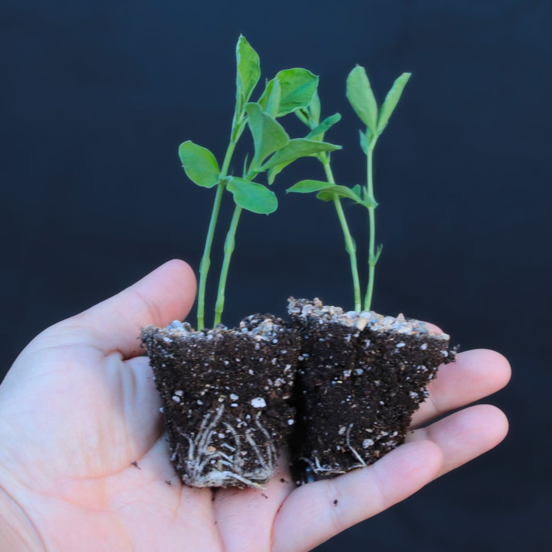 PRE ORDEN - KIT PLANTINES PRIMAVERA (sweet peas y lupinos)