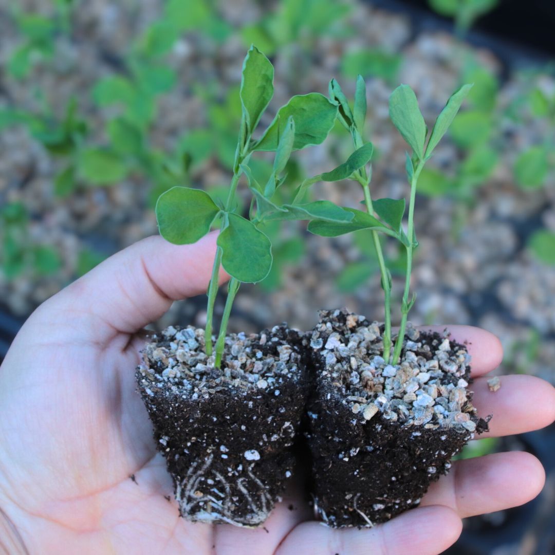 PRE ORDEN - KIT PLANTINES PRIMAVERA (sweet peas y lupinos)