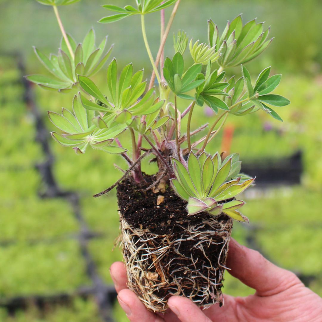 PRE ORDEN - KIT PLANTINES PRIMAVERA (sweet peas y lupinos)