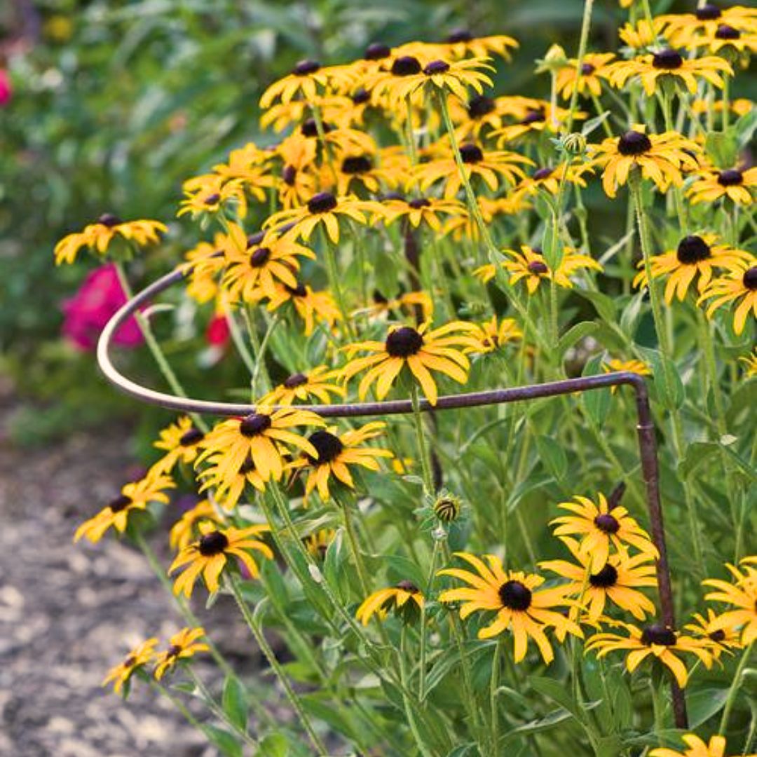 SEMILLAS RUDBECKIA Black Eyed Susan