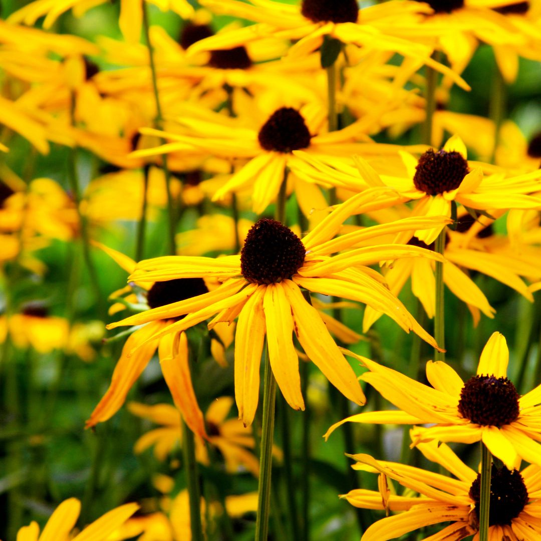 SEMILLAS RUDBECKIA Black Eyed Susan