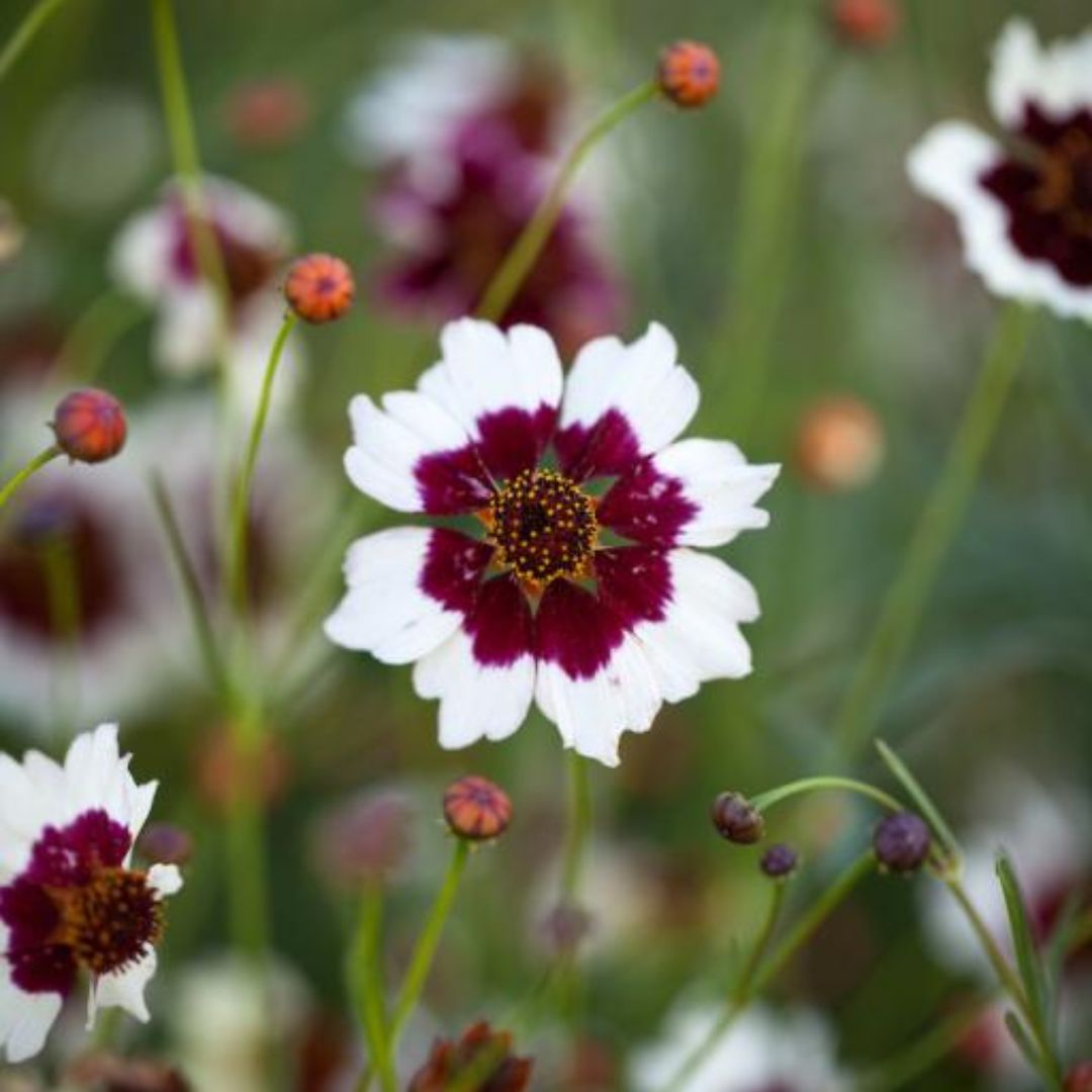 SEMILLAS COREOPSIS MIX