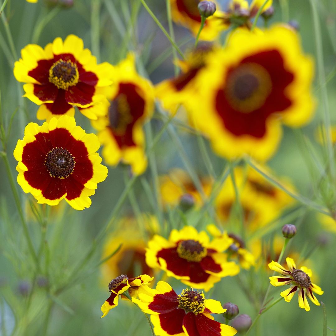 SEMILLAS COREOPSIS MIX