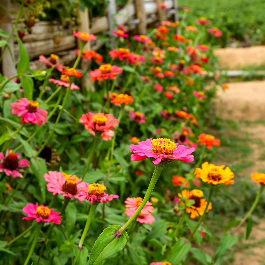 SEMILLAS ZINNIAS MIX