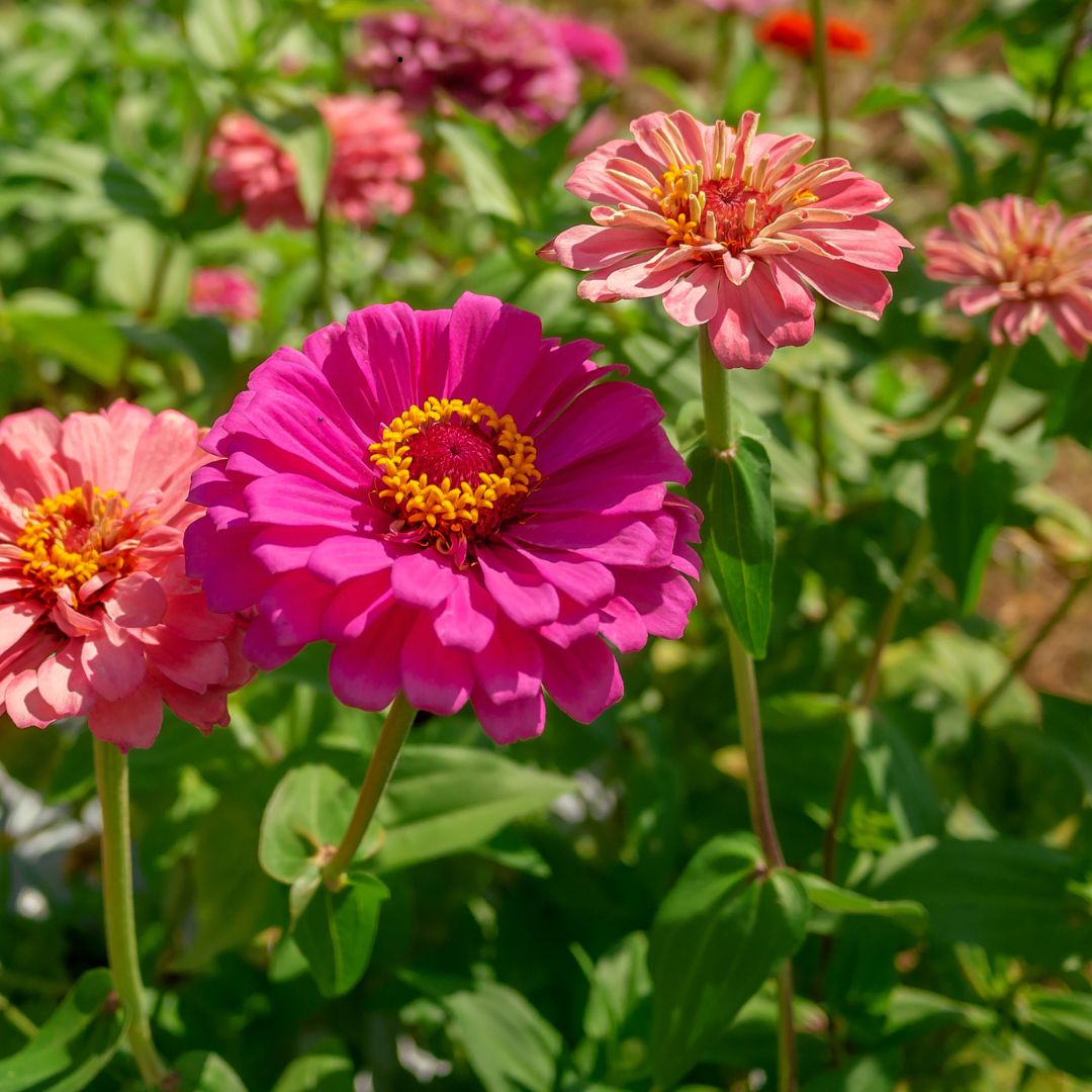 SEMILLAS ZINNIAS MIX
