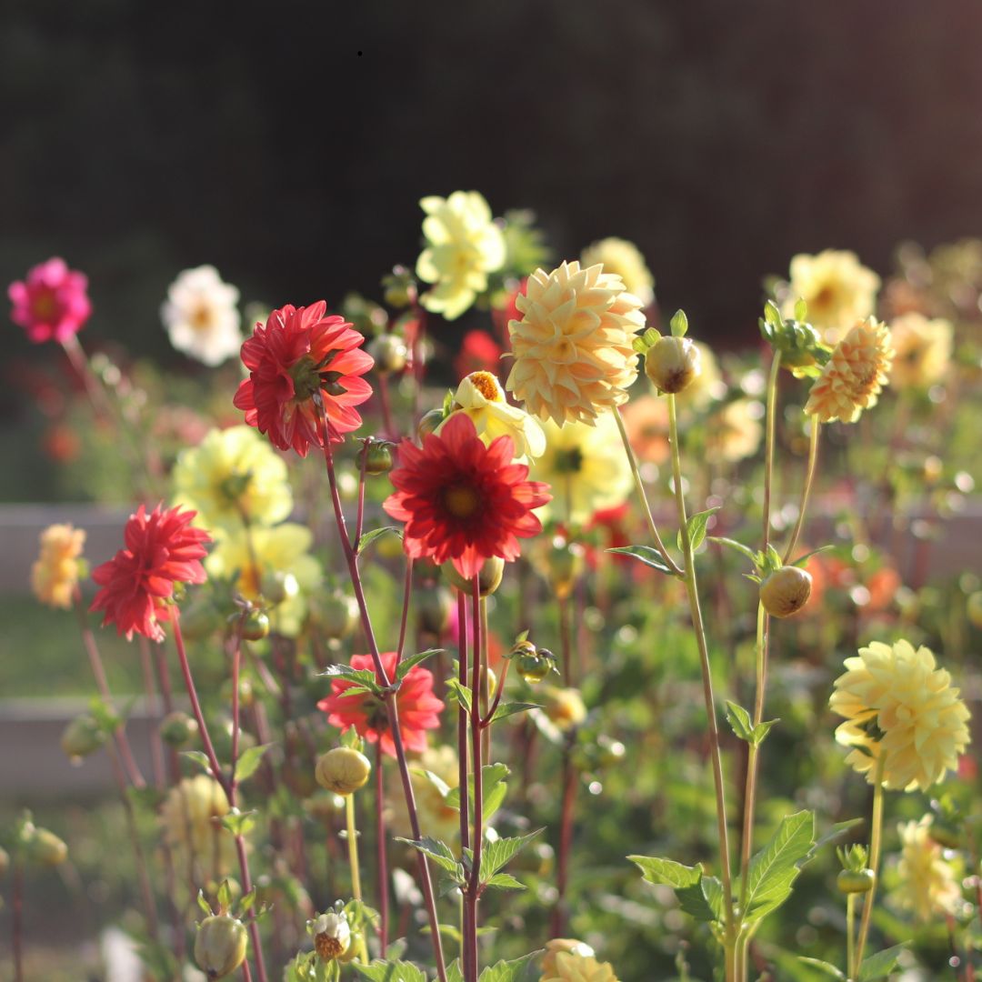 SEMILLAS DALIAS MIX
