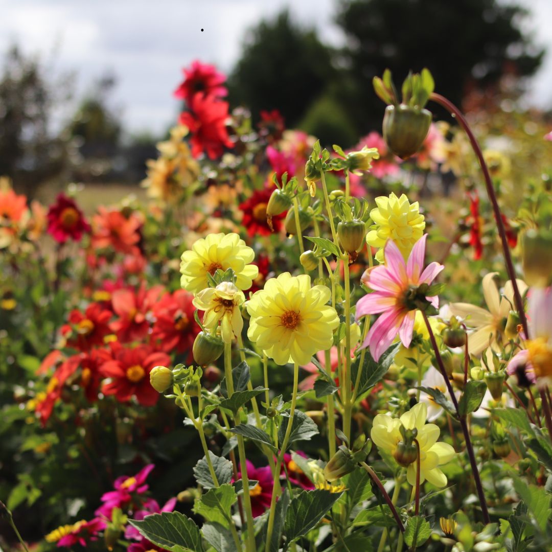 SEMILLAS DALIAS MIX