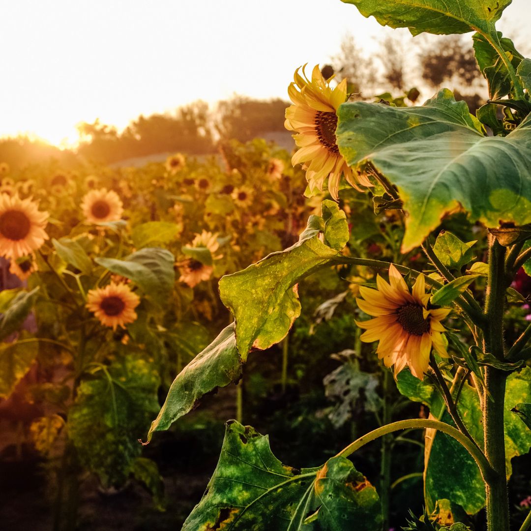 SEMILLAS GIRASOL MIX
