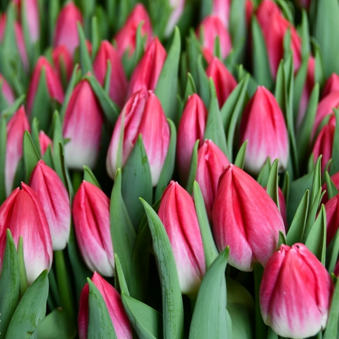 PREVENTA BULBOS TULIPÁN BOLROYAL PINK