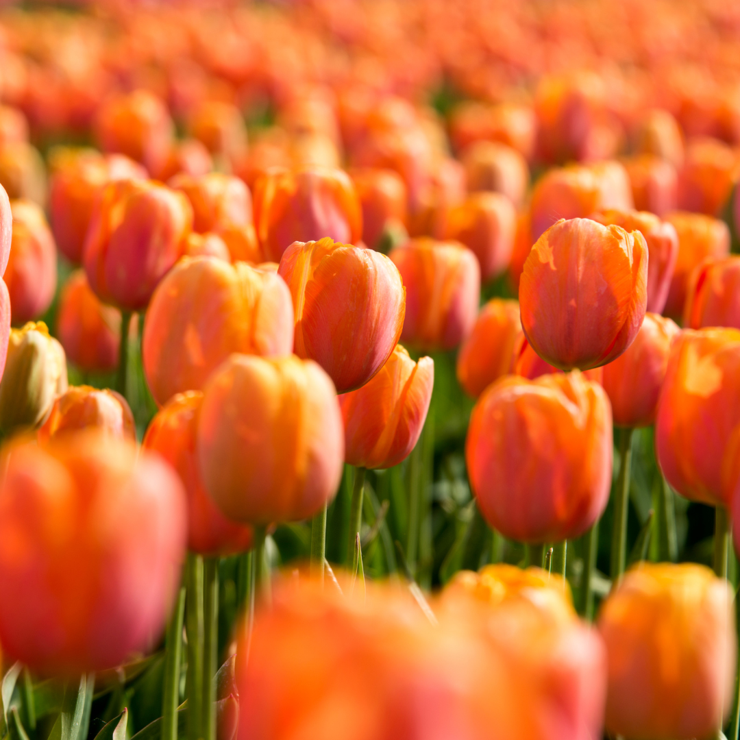 PREVENTA PACK BULBOS DE TULIPAN ORANGE JUICE