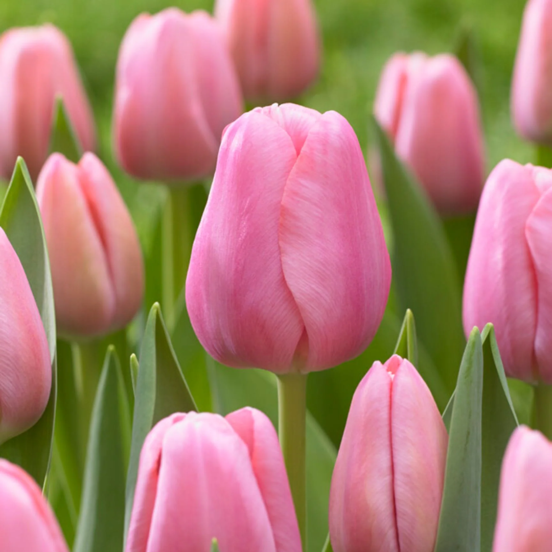 PREVENTA PACK BULBOS DE TULIPAN TRESOR