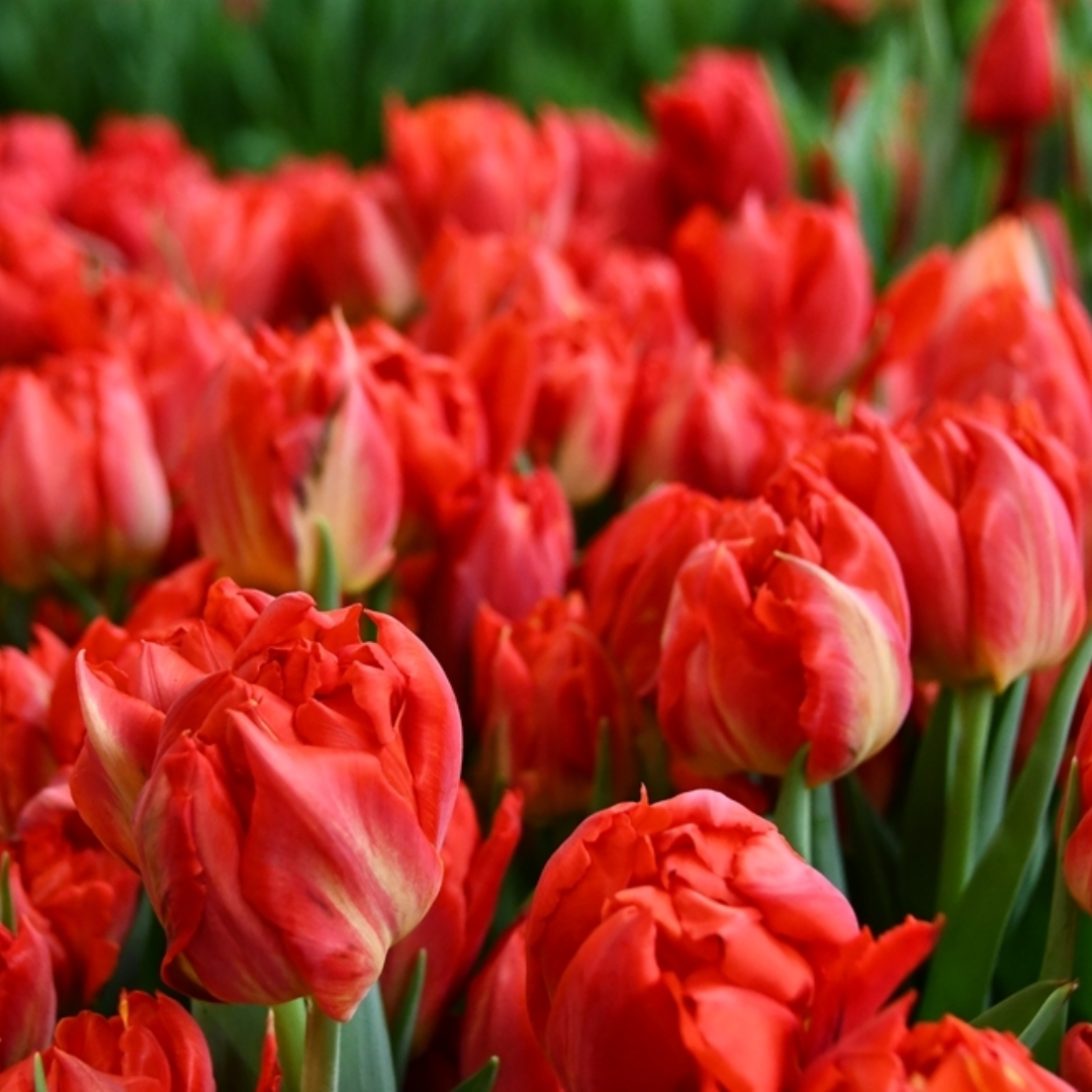 PREVENTA PACK BULBOS DE TULIPAN VIKING