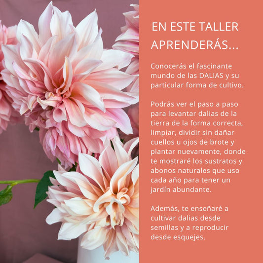 TALLER ONLINE DALIAS (GRABACIÓN)