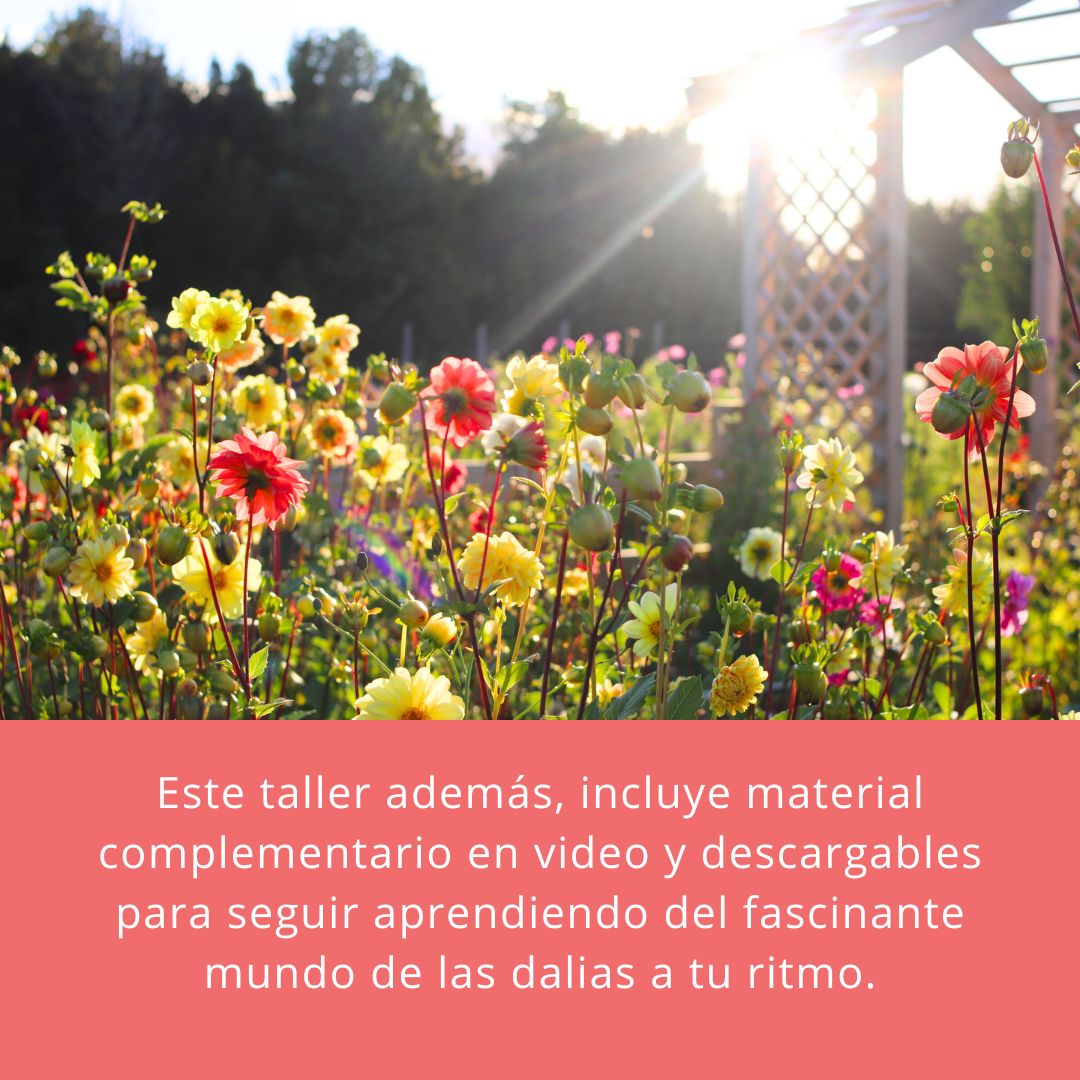 TALLER ONLINE DALIAS (GRABACIÓN)