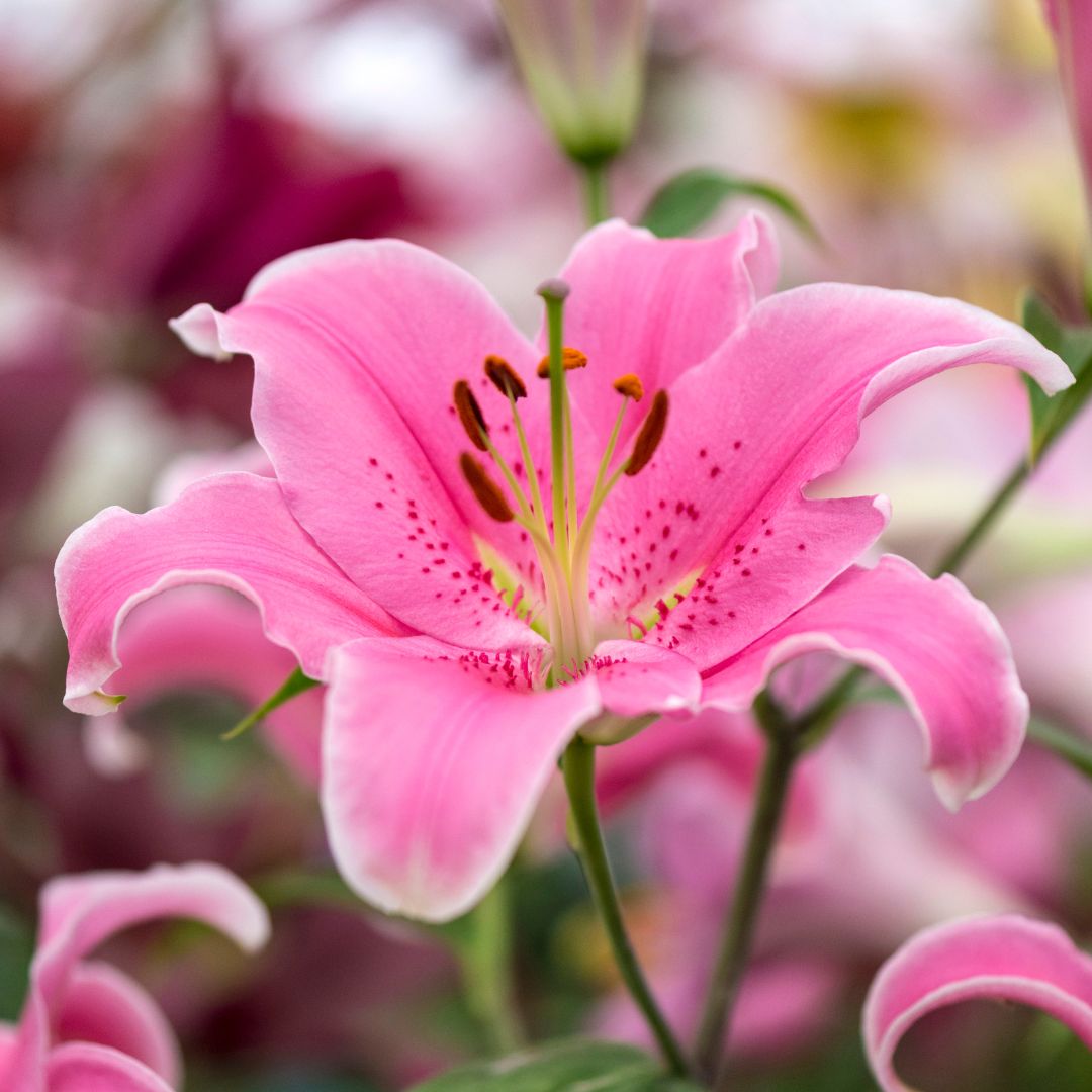 LILIUMS PACK 3 BULBOS XL MIX