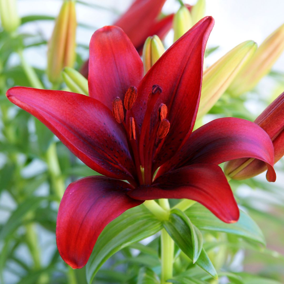 LILIUMS PACK 3 BULBOS XL MIX
