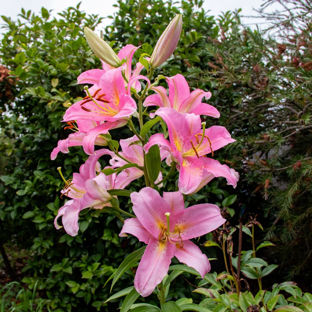 LILIUMS PACK 3 BULBOS XL MIX