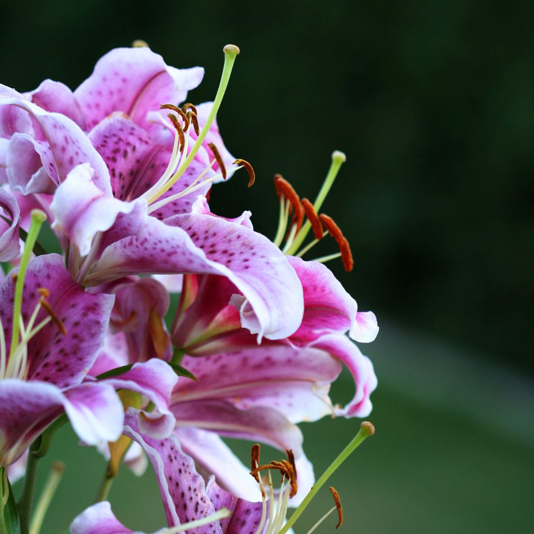 LILIUMS PACK 3 BULBOS XL MIX