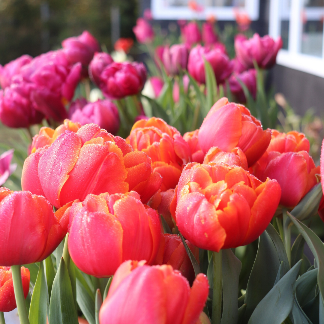 SALE OFF / PACK 10 BULBOS TULIPANES MIX