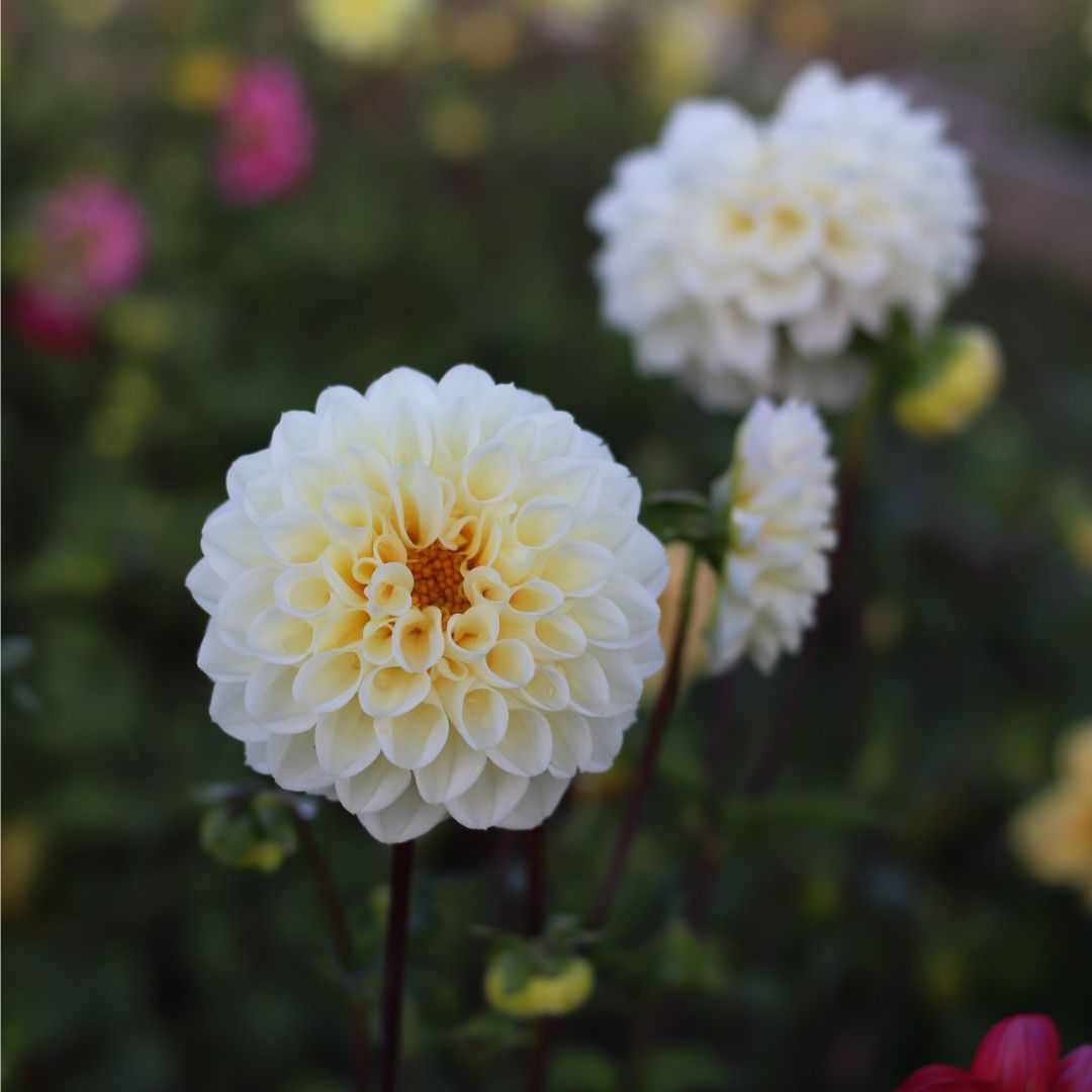 DALIA MINI PONPON RAIZ COMPLETA