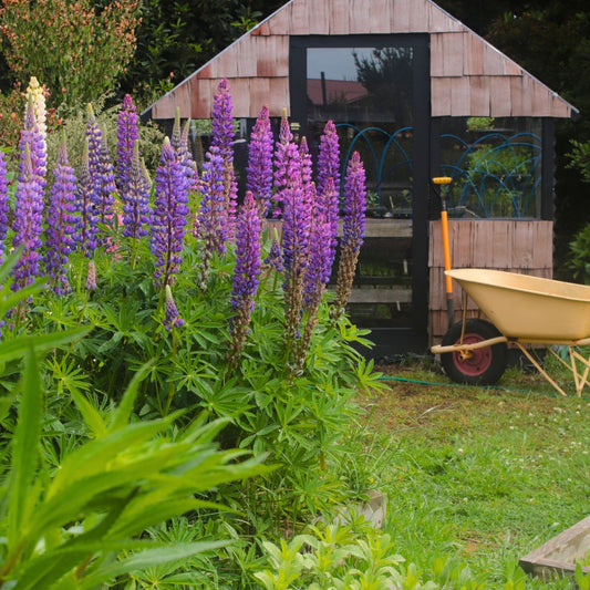 SEMILLAS LUPINOS MIX