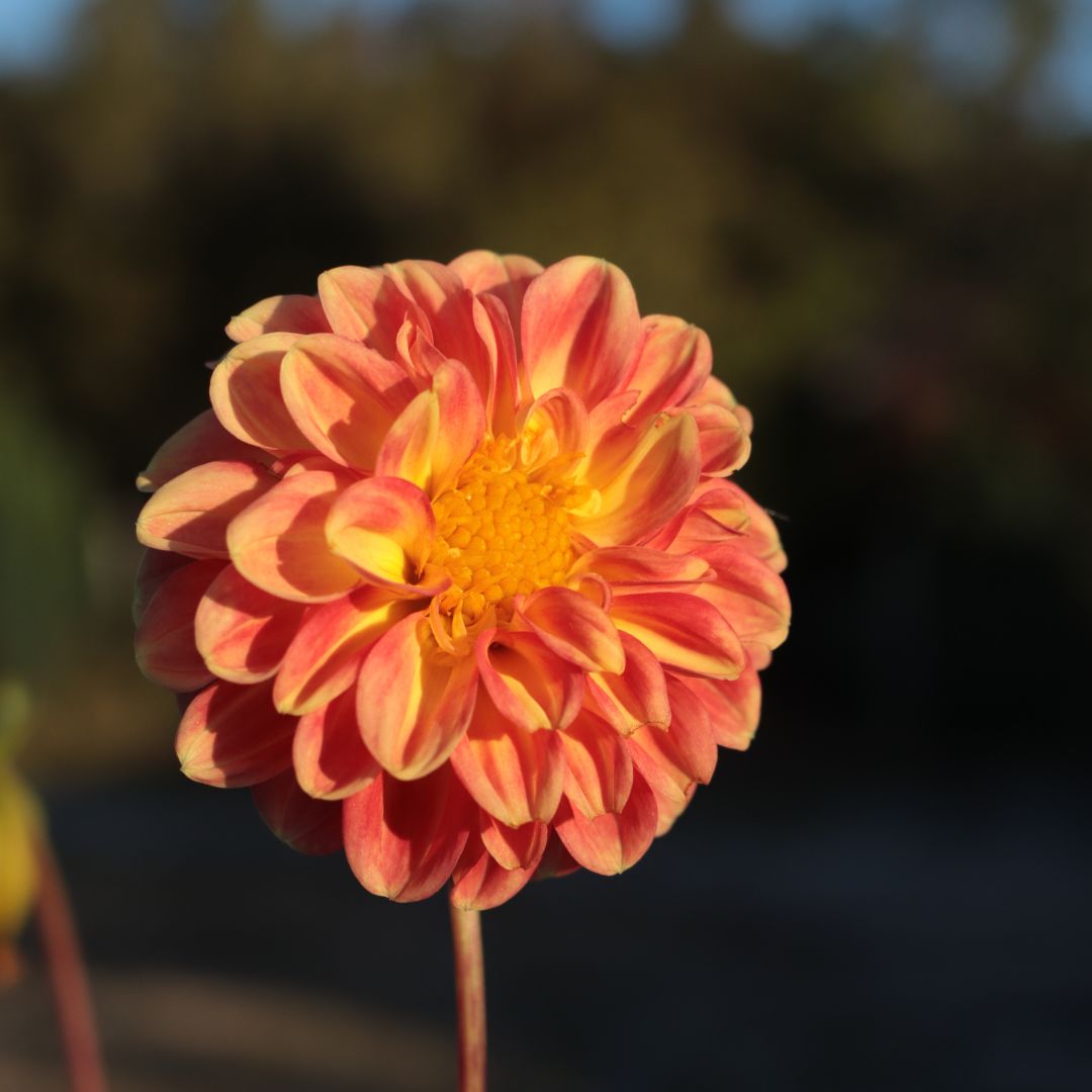 DALIA MINI PONPON RAIZ COMPLETA