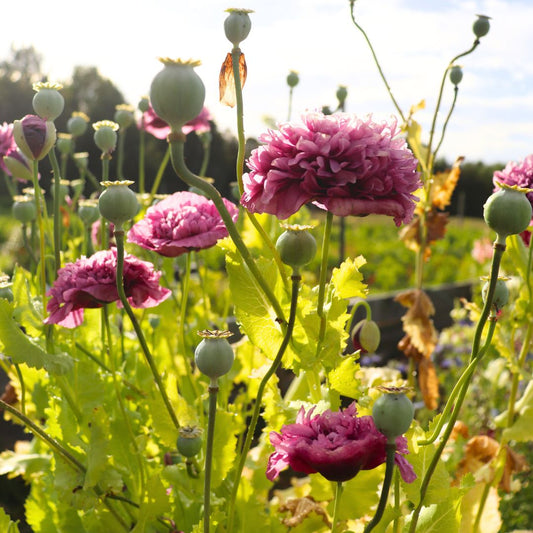 SEMILLAS AMAPOLAS BLUSH VIOLET PEONY