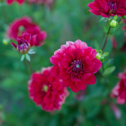 PACK DALIA DECORATIVA ROJA