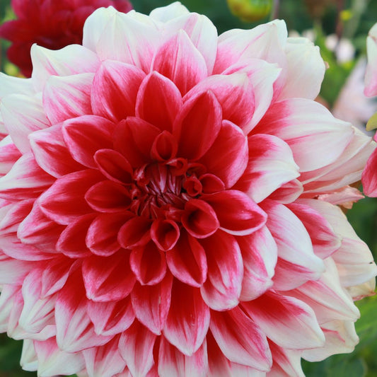 TUBER DALIA CORAL DINNER PLATE