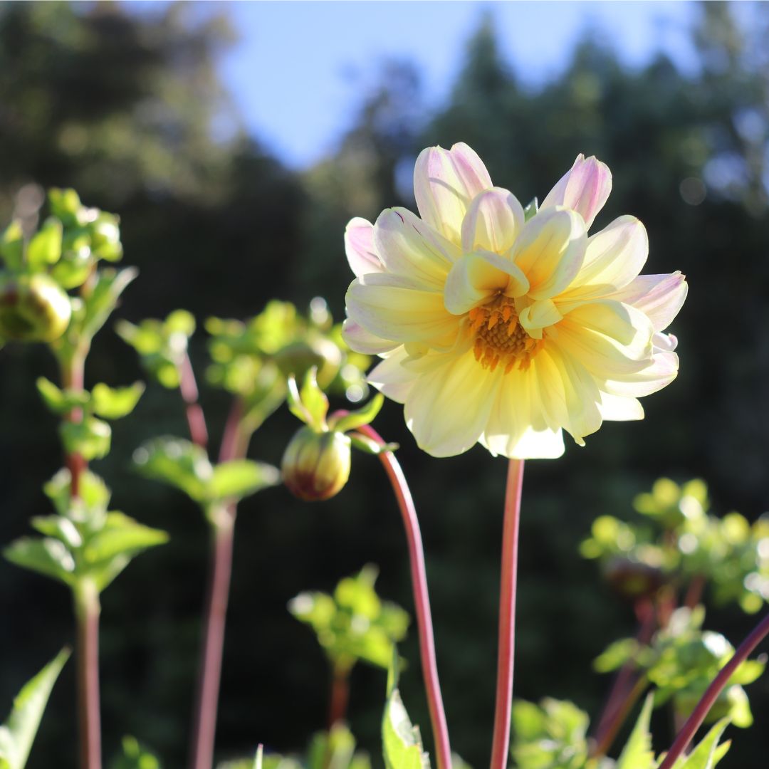 TUBER DALIA SIMPLE CREMA – daliamorena