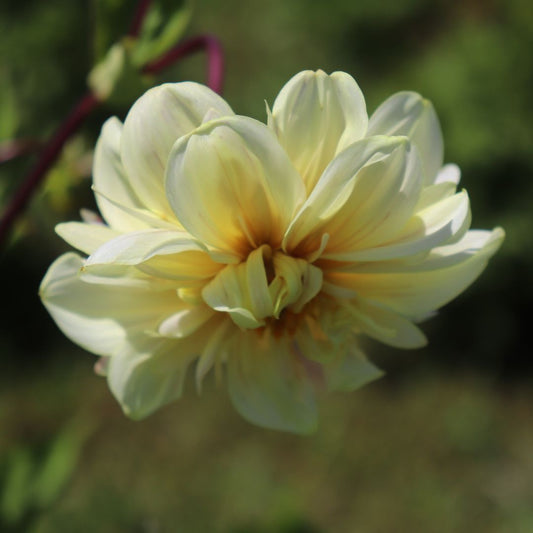 TUBER DALIA SIMPLE CREMA
