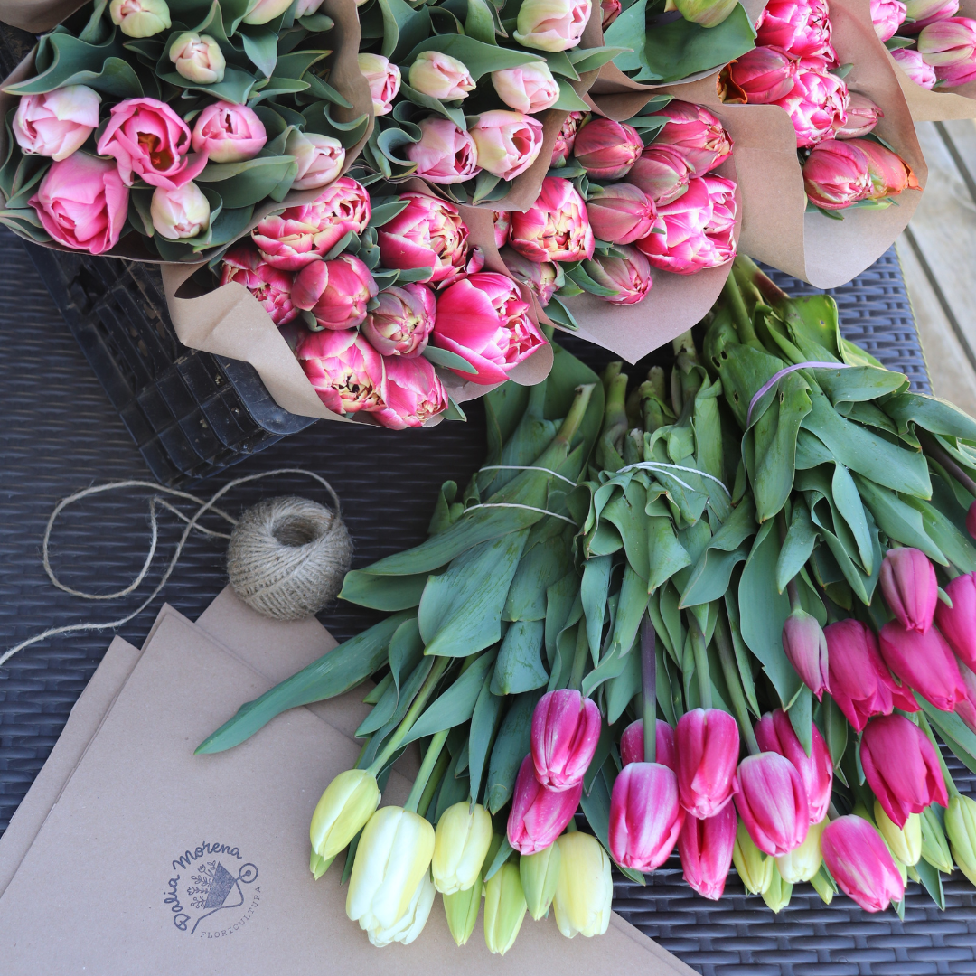 SALE OFF / PACK 10 BULBOS TULIPANES MIX