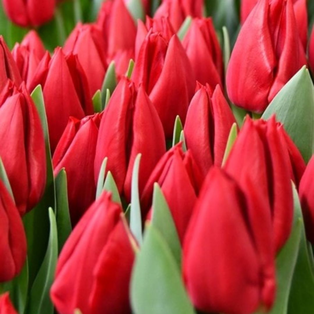 PREVENTA BULBOS DE TULIPÁN CURRY