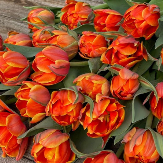 PREVENTA BULBOS DE TULIPÁN QUEENSDAY
