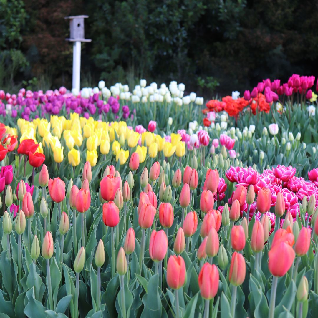 SALE OFF / PACK 10 BULBOS TULIPANES MIX