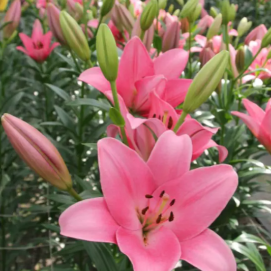 BULBOS LILIUMS TIRRENO PACK 5 UNIDADES