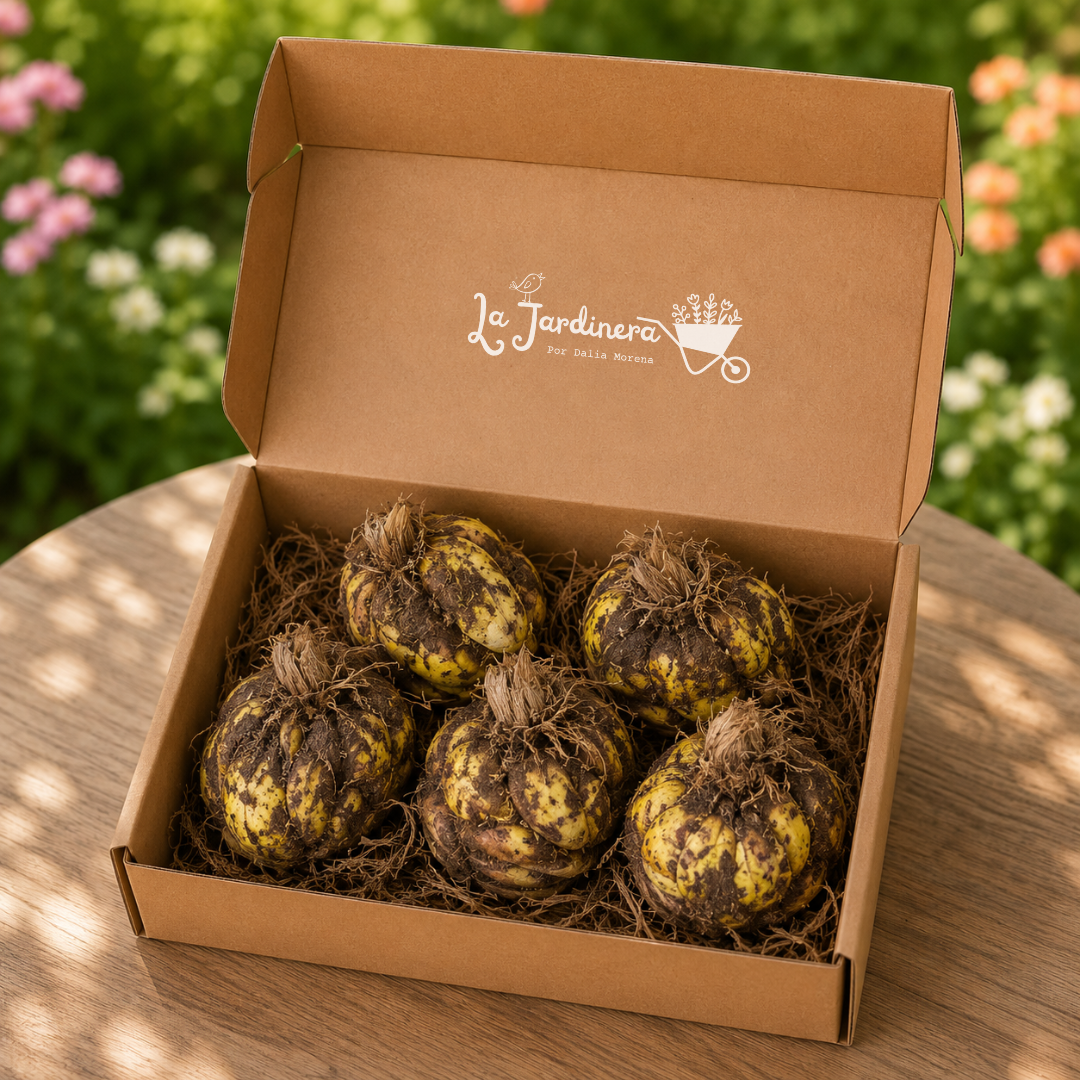 BULBOS LILIUMS TIRRENO PACK 5 UNIDADES