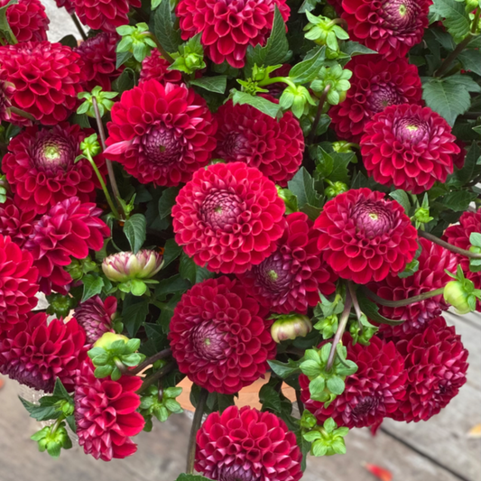 TUBER DALIA CORNEL BOLA BURDEO