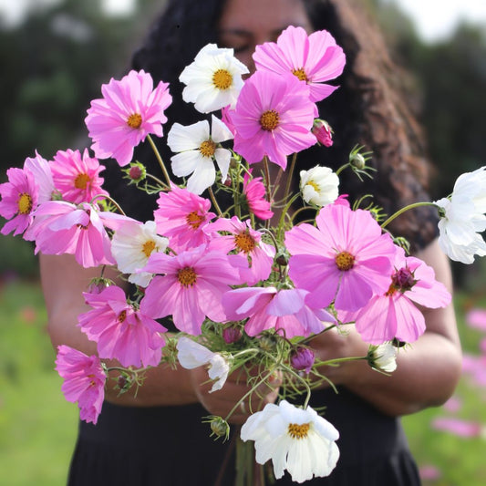 SEMILLAS COSMOS MIX