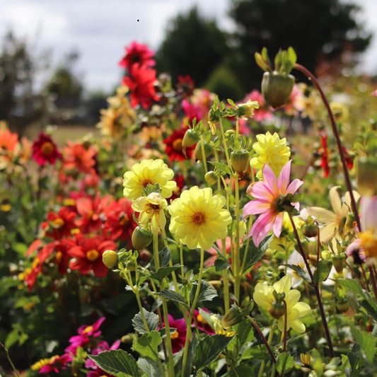 SEMILLAS DALIAS MIX