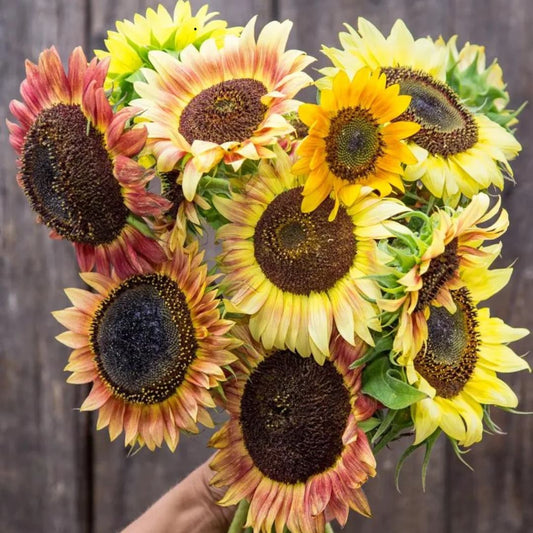 SEMILLAS GIRASOL MIX