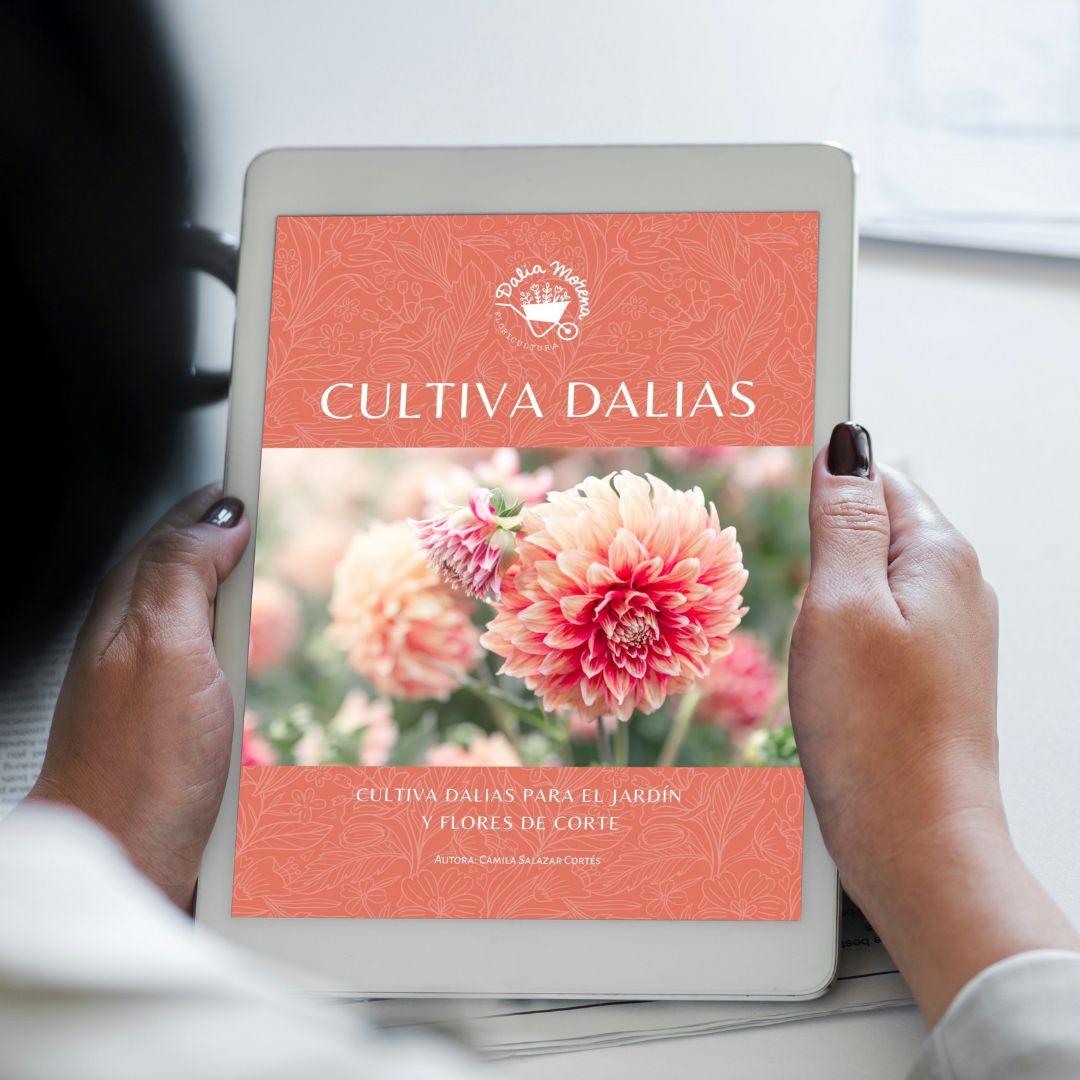 EBOOK DALIAS