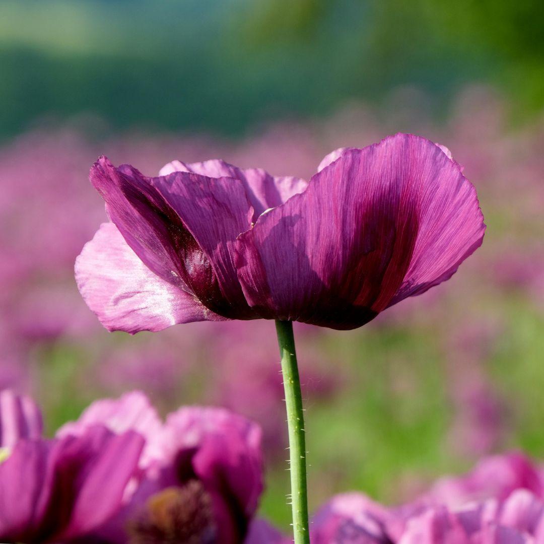 SEMILLAS AMAPOLAS VIOLET BREAD MIX