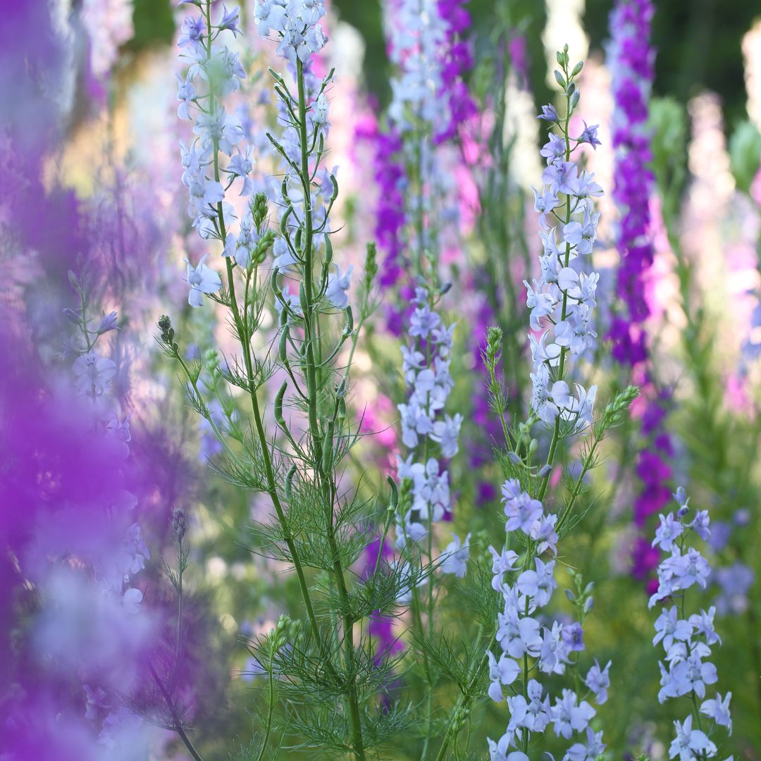 SEMILLAS LARKSPUR / ESPUELA DE CABALLERO MIX