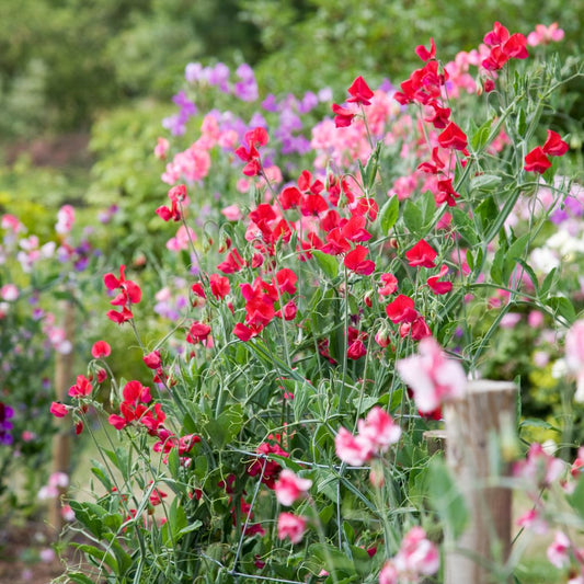 SEMILLAS SWEET PEAS CLARINES MIX