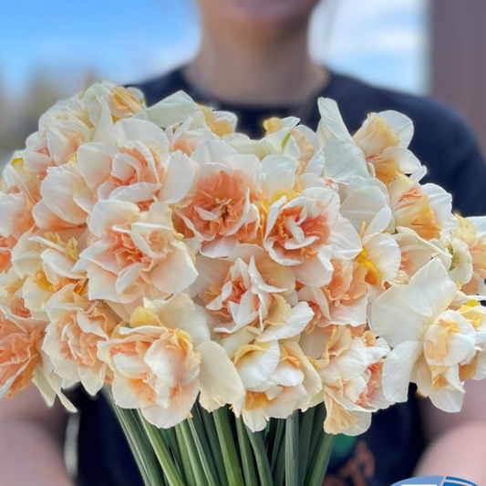 PREVENTA PACK NARCISOS SWEET PARADISE