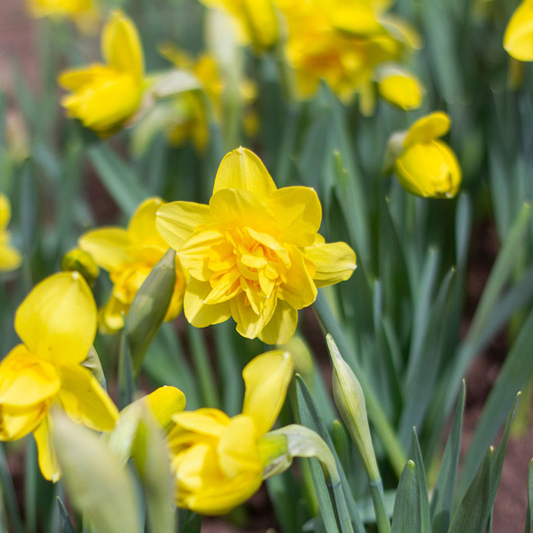 PREVENTA PACK NARCISOS YELLOW PARADISE