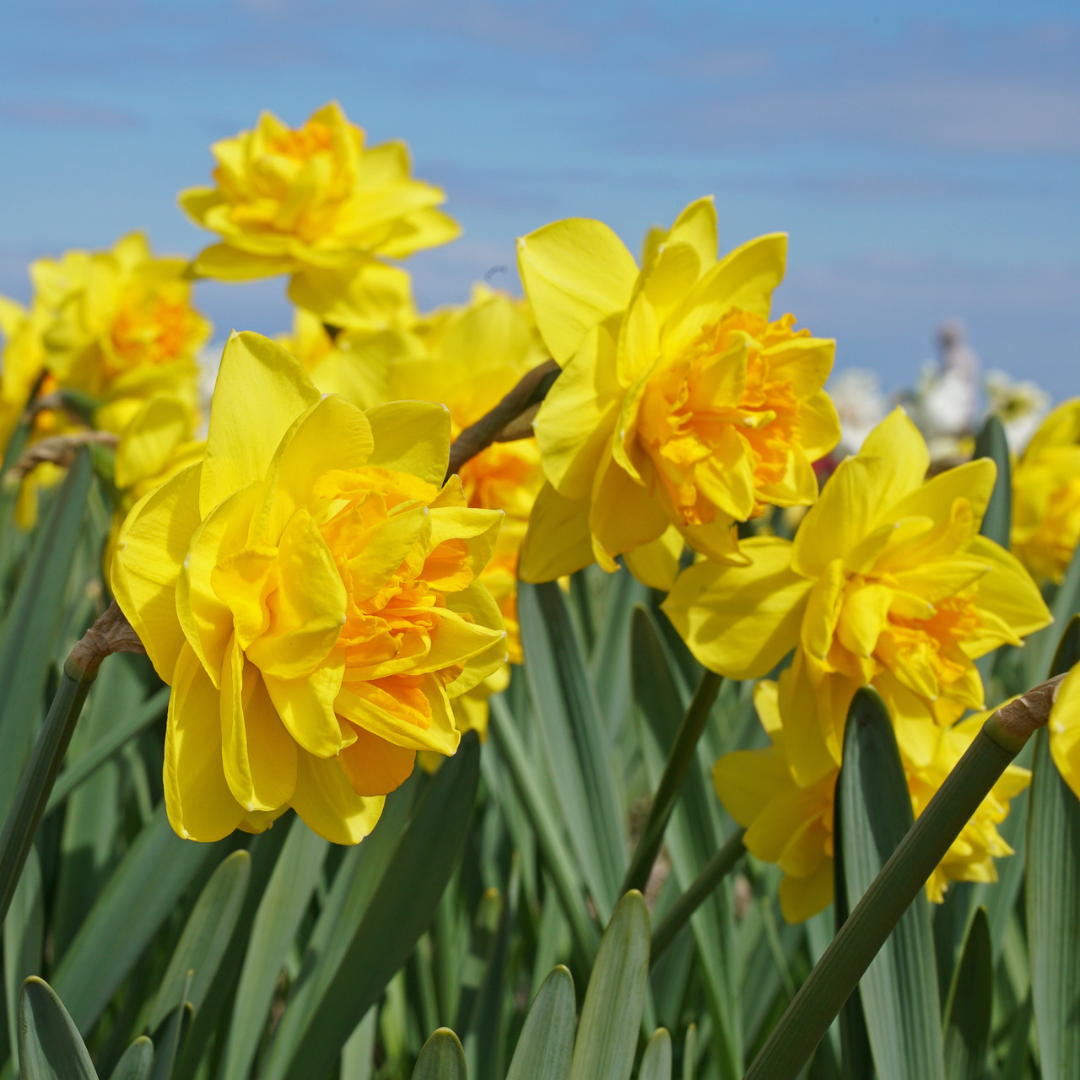 PREVENTA PACK NARCISOS BRIGTH PARADISE