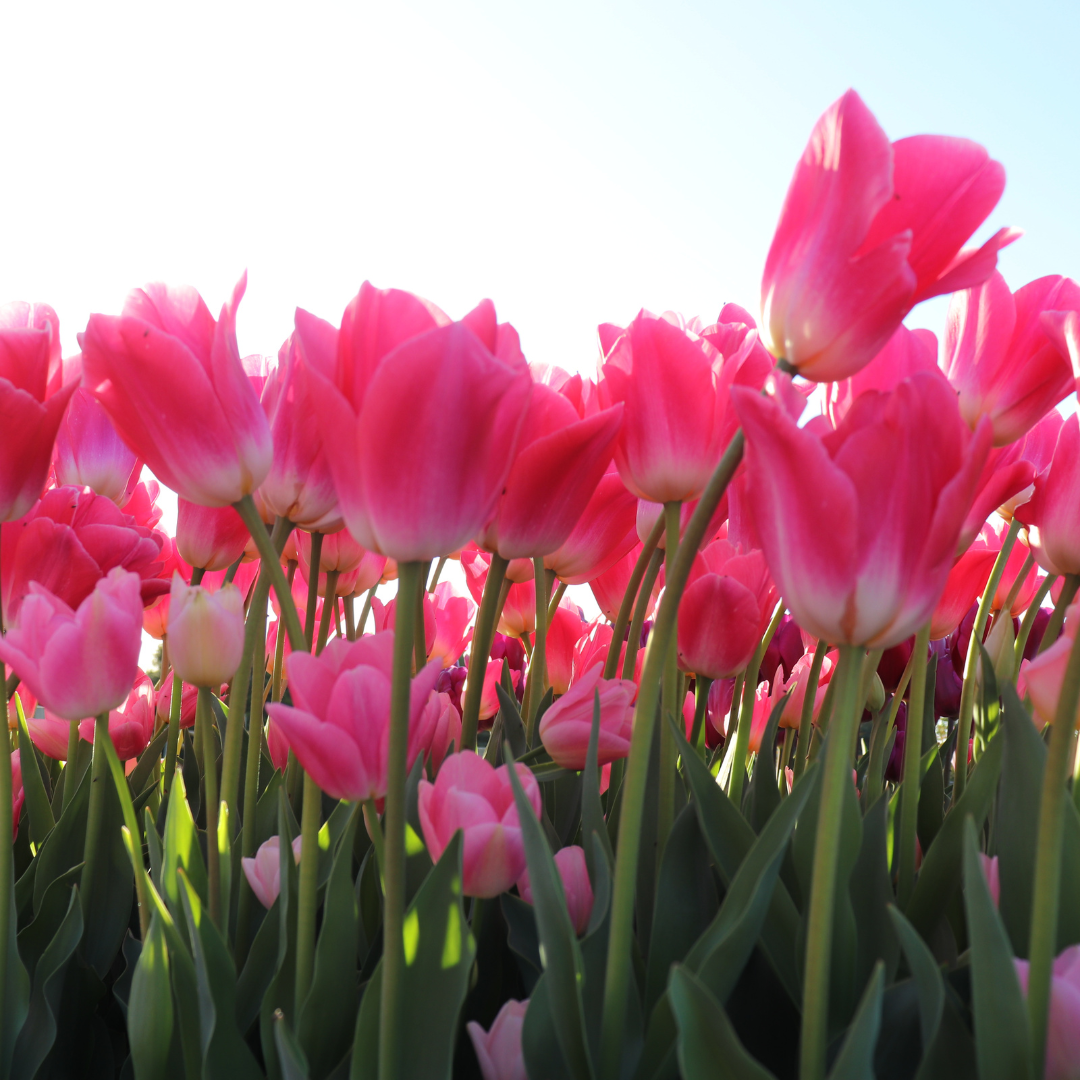 PREVENTA BULBOS DE TULIPÁN DYNASTY